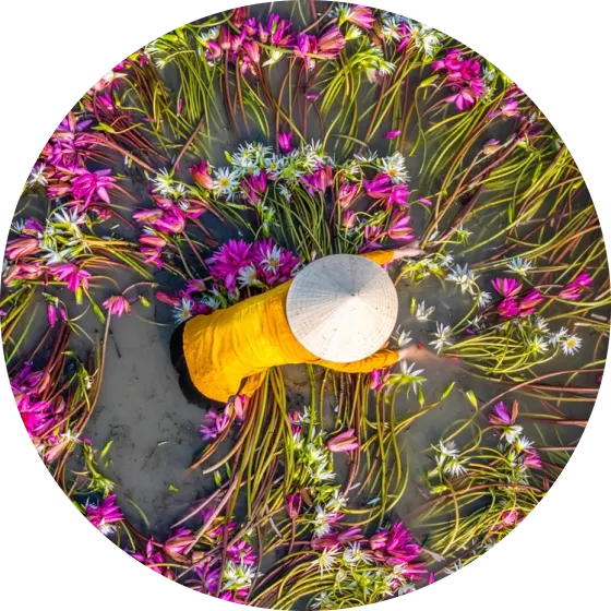 Overhead view of a farmer sorting flowers