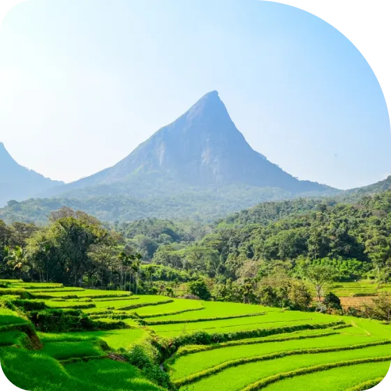 A green field with a mountain in the background.